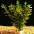 /album/plantas-aquaticas/bacopa-caroliana-jpg/